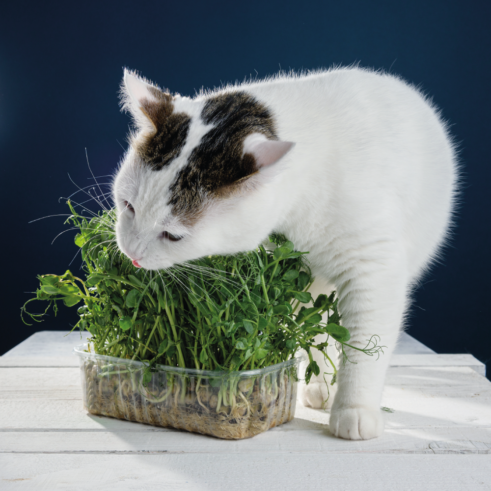 Plantas e produtos tóxicos para pets | Clínica Veterinária Vida de Bicho