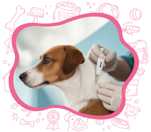 Imagem de Microchipagem | Clínica Veterinária Vida de Bicho